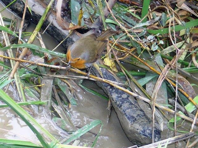 delta rosu 2008 - rosu-2008-026.jpg